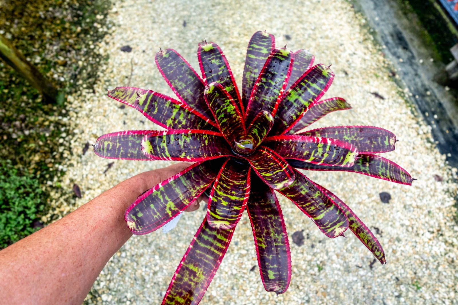Bromeliad – Neoregelia Lucifer 6″ pot – Live Plant