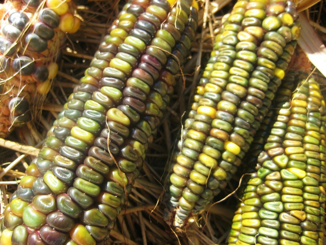 Oaxacan Green Dent Ornamental Corn Seeds | Blue Gold Glass Gem Popcorn Seed 2024