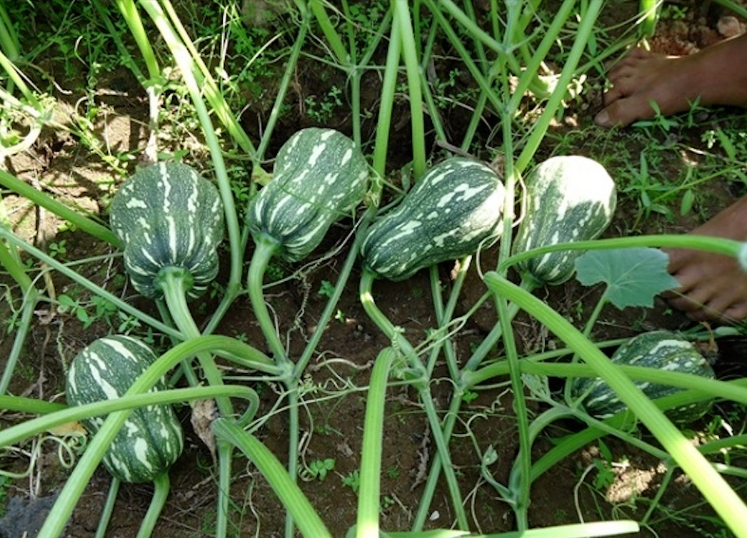 (1 PCS) KATORA GOURD, BÍ HẠT ĐẬU KAROTA SIÊU NGON NGỌT