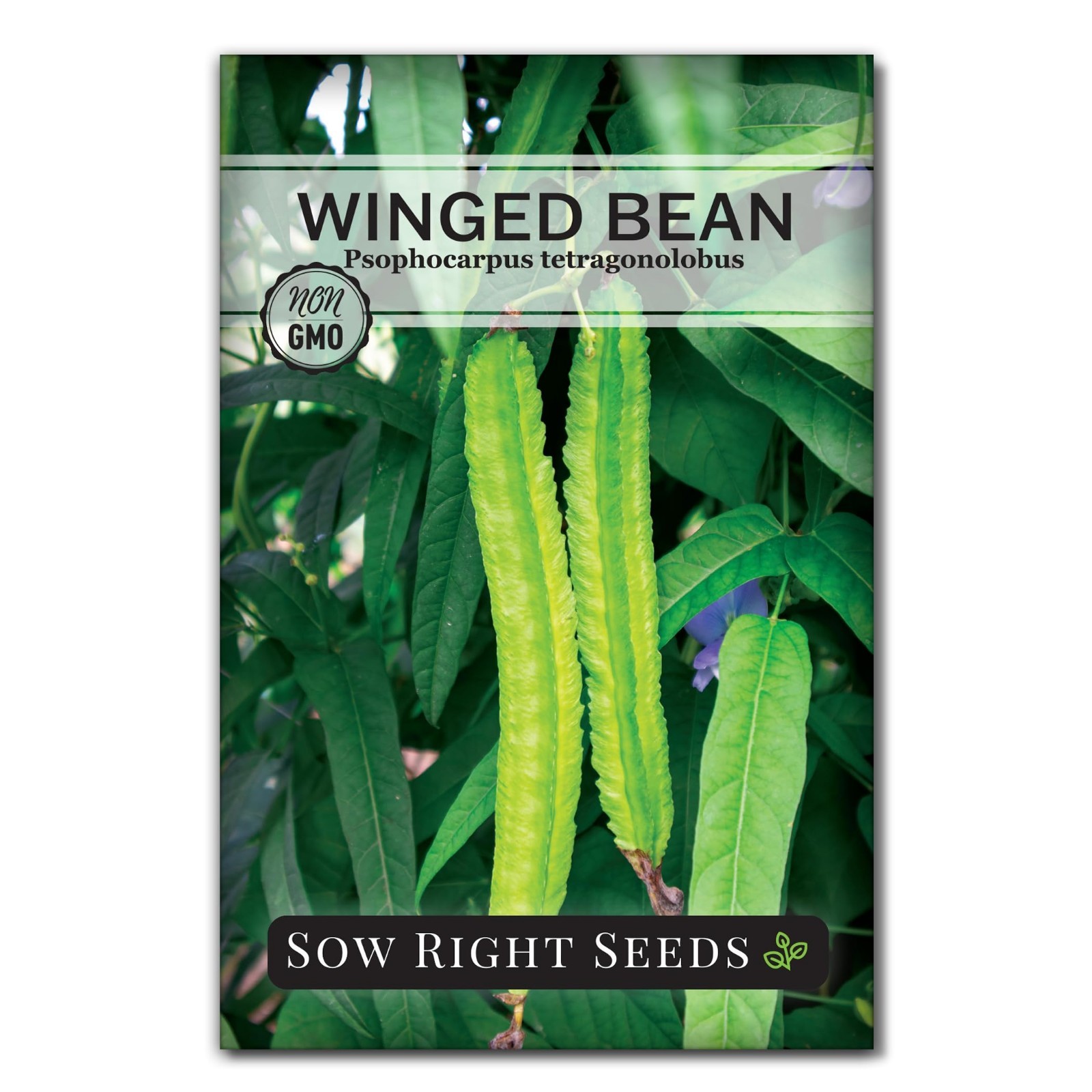 Sow Right Seeds – Winged Green Bean Seeds for Planting – Non-GMO Heirloom Pole B