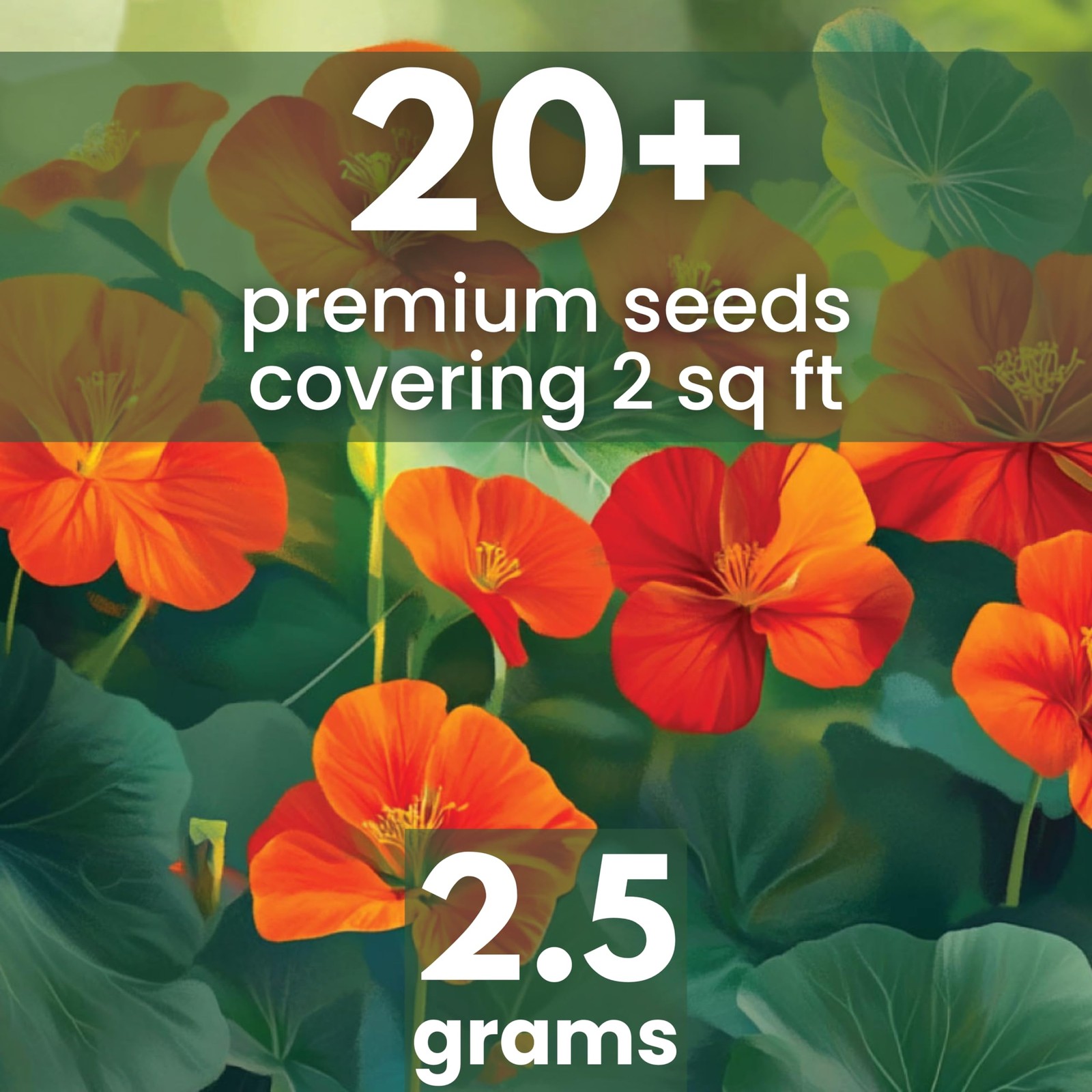 Nasturtium Majus 2,500mg Envelope 20 PCS Flower Seeds Tropaeolum Majus