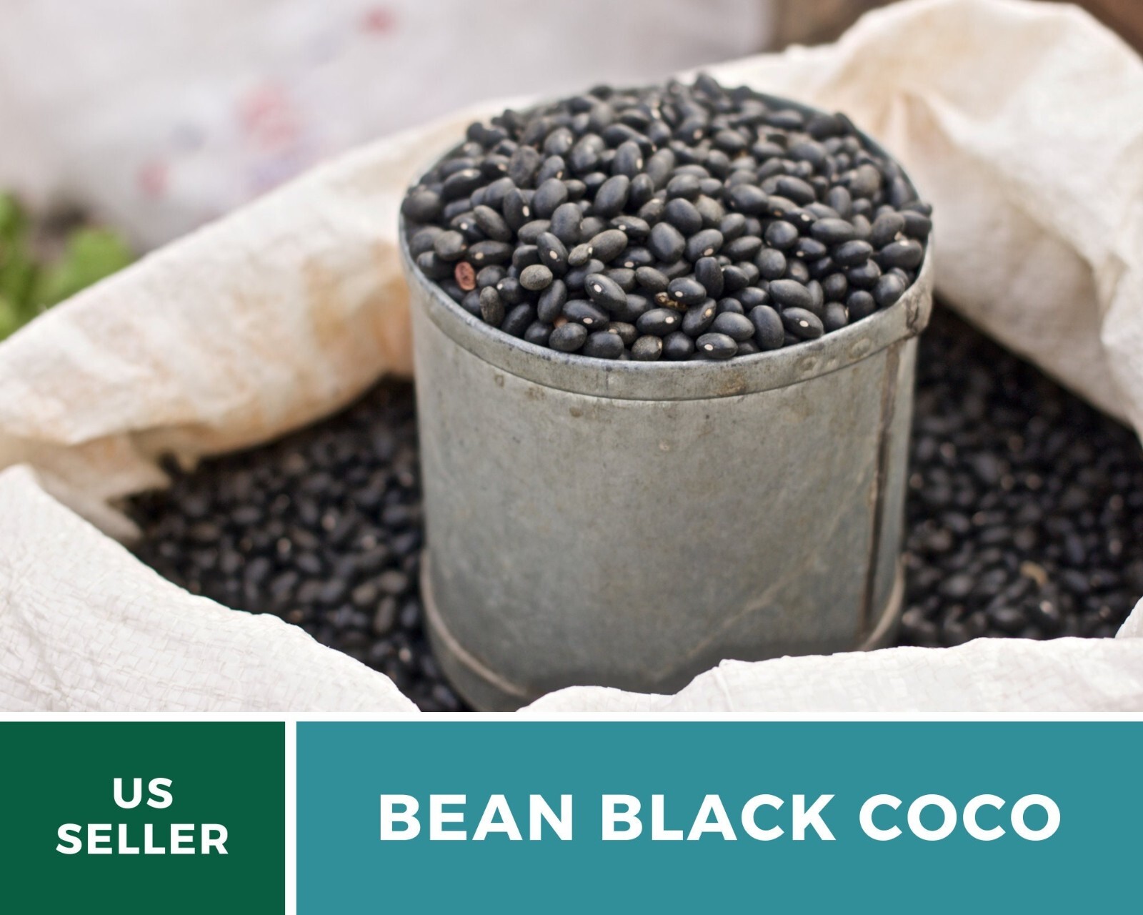 Bean, Black Coco – 30 Seeds, Bush, Heirloom Vegetable (Phaseolus vulgaris)