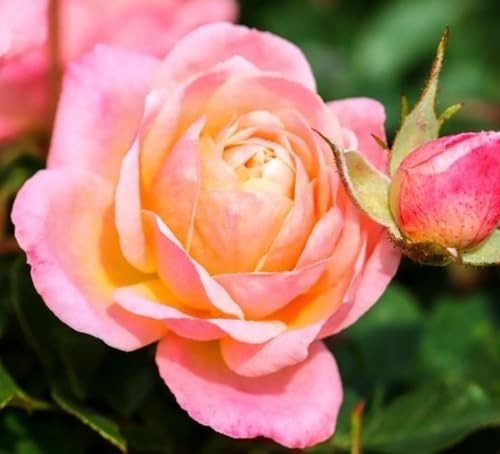 100PCS Mixed Rose Seeds – Lush Perennial Blooms, Heirloom Flower Seeds for Garde