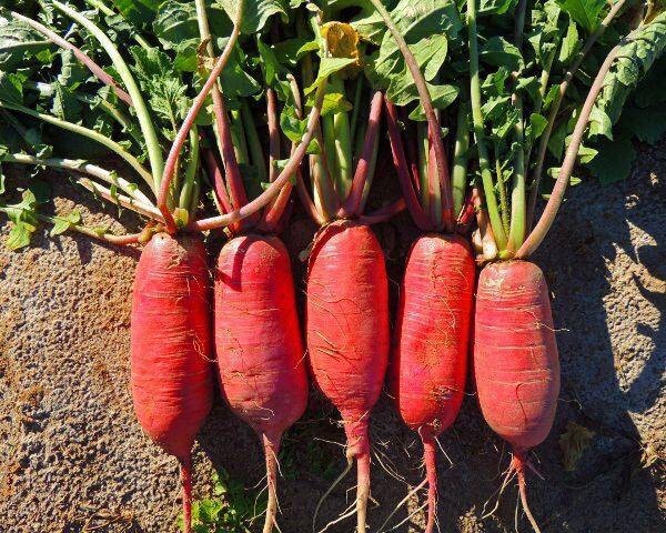 China Rose Radish. 200+ seeds. Non-GMO | Heirloom | Organic. Free shipping.