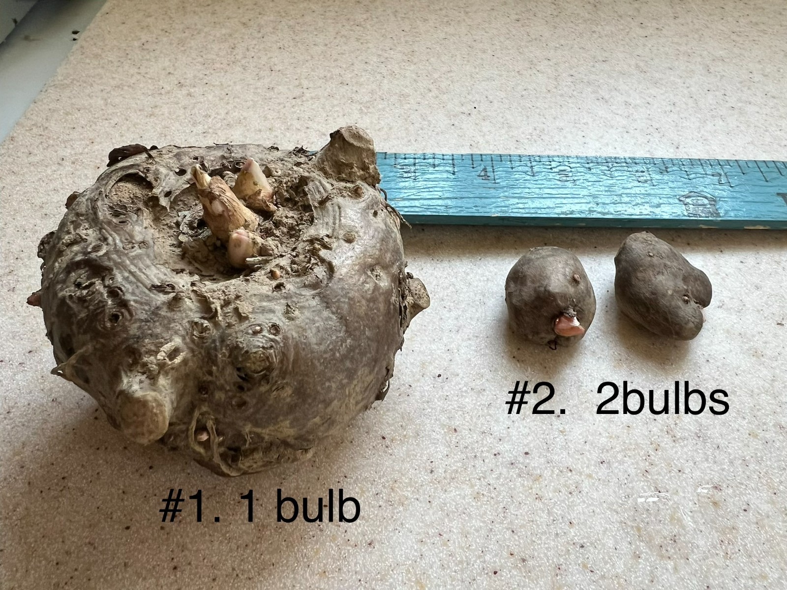 Amorphophallus konjac (Voodoo lily) bulb ( Tuber ) for planting