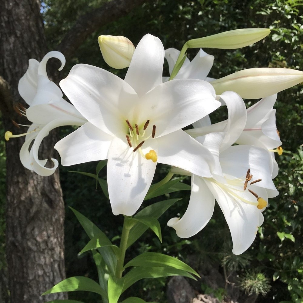 Giant Tree Lily “Pretty Lady” Flowers – 3, 6 or 12 Bulbs – Attracts Butterflies,