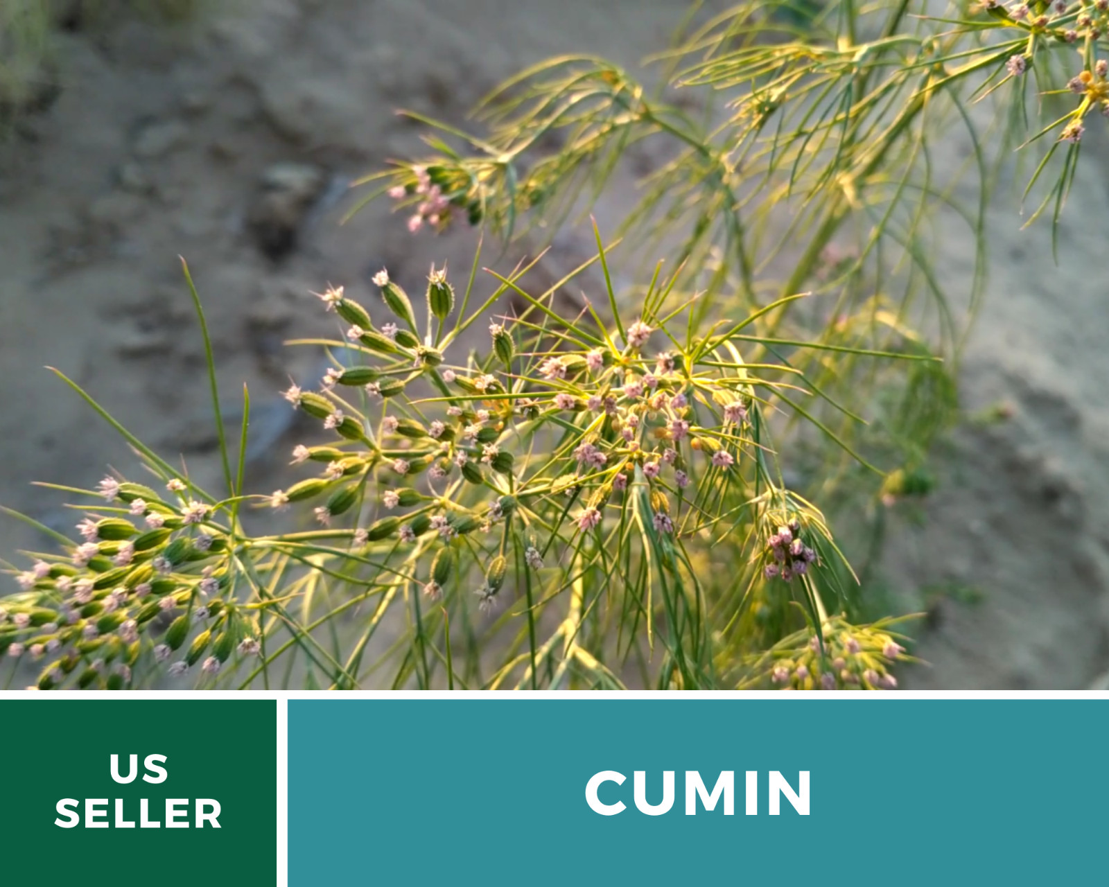Cumin – 100 Seeds – Medicinal & Culinary Herb – Heirloom – Non GMO