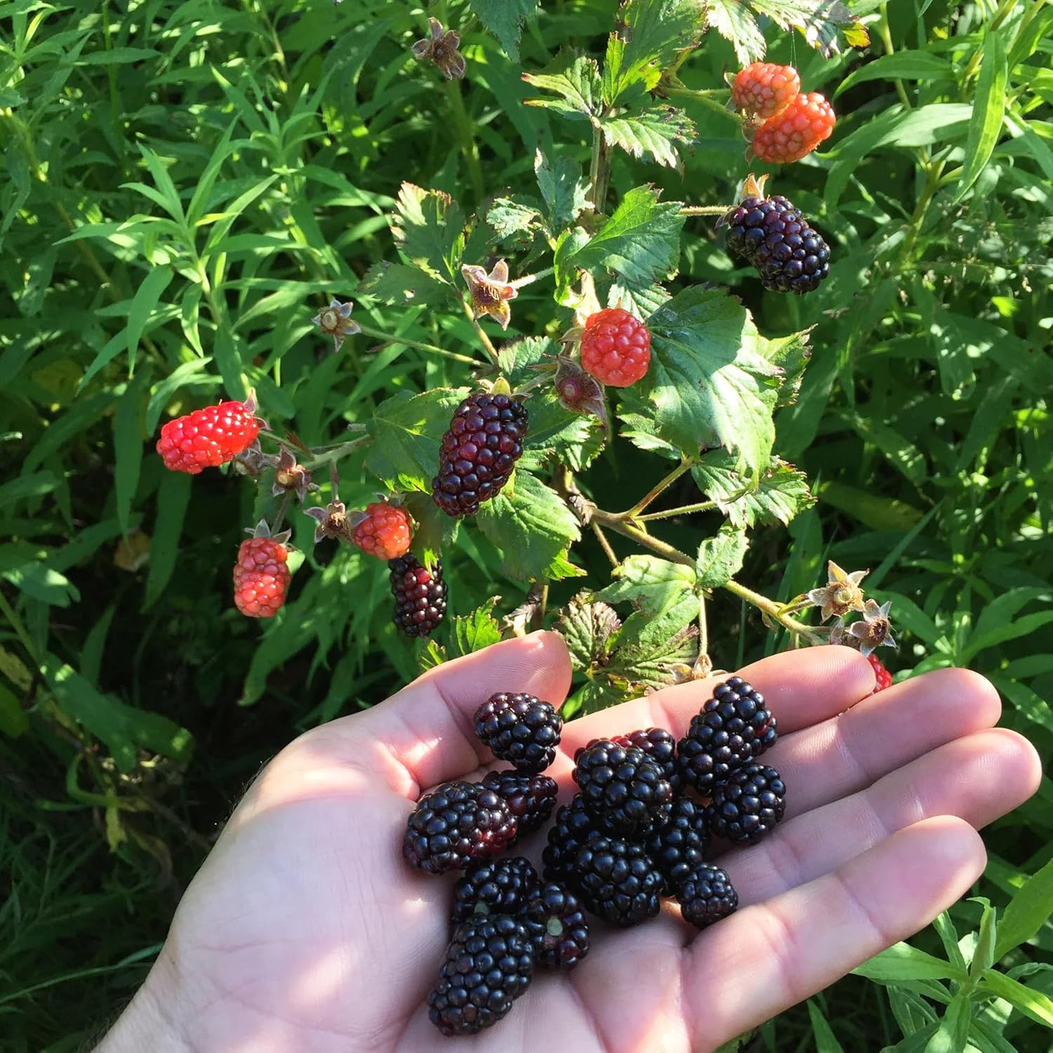 200+ Seed Blackberry Wild Fruit Seeds for Planting Outdoor-Non-Gmo Heirloom Swee