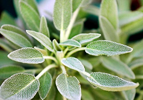 1000 Mixed Herb Seeds Heirloom Non GMO 12 Varieties This is a Mix, Thyme Oreg…