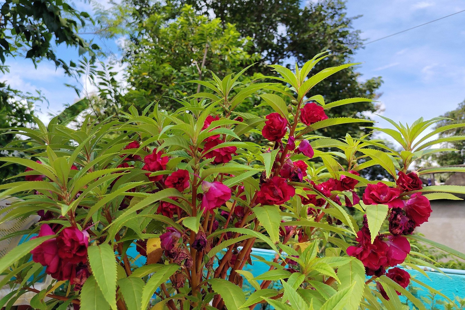 100 MIXED DOUBLE CAMELLIA IMPATIENS Balsamina Flower Seeds *Flat S/H