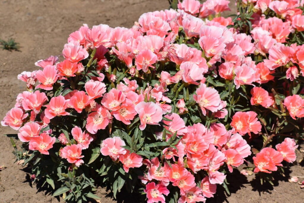 Godetia Peach, Clarkia. 1000 Seeds Free Shipping!