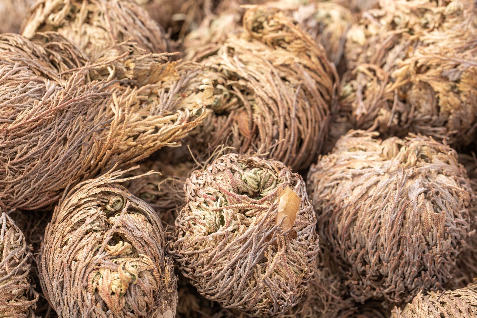 Rose of Jericho Flower Resurrection Rose Flor de Peña Selaginella Lepidoph Plant