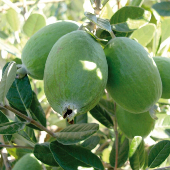 Set 2 Pineapple Guava Live Plant – 4-6″Tall – Edible Tropical Fruit & Ornamental