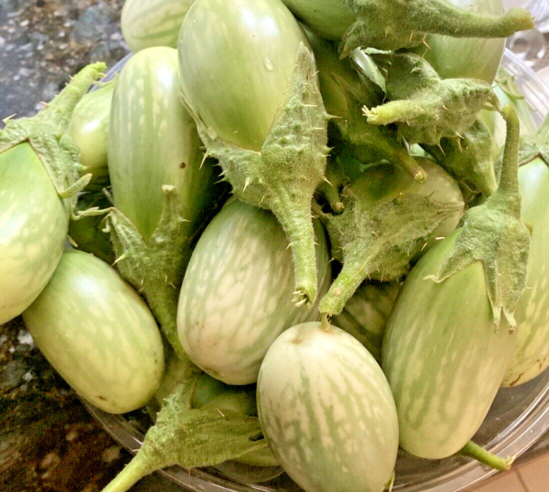 60 Indian Green Eggplant Fresh Organic Seeds ~Organic Eggplant Seeds for 2026.