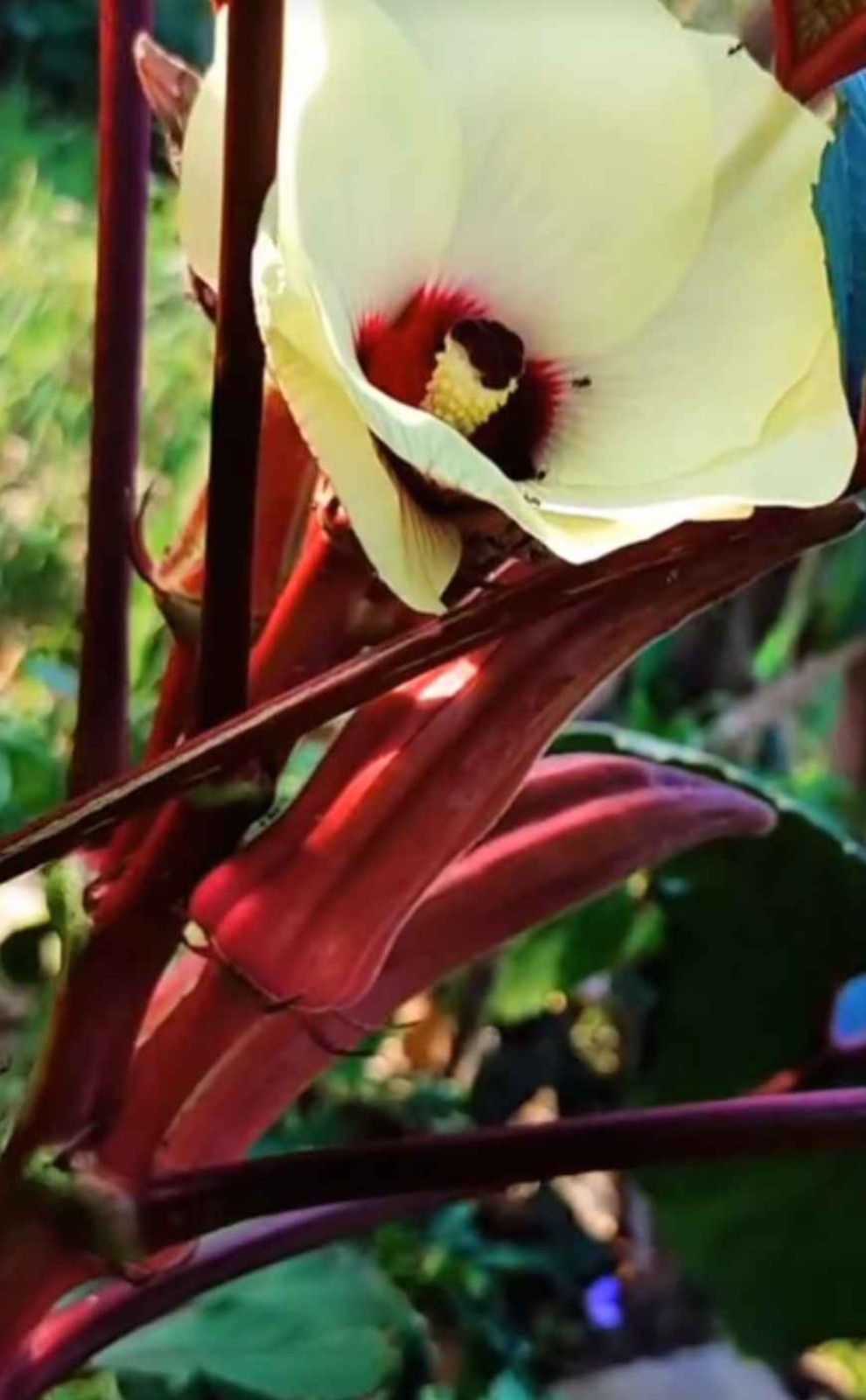 55+ RED BURGUNDY OKRA SEEDS SUMMER Vegetable CULINARY FREE SHIPPING No Tracking
