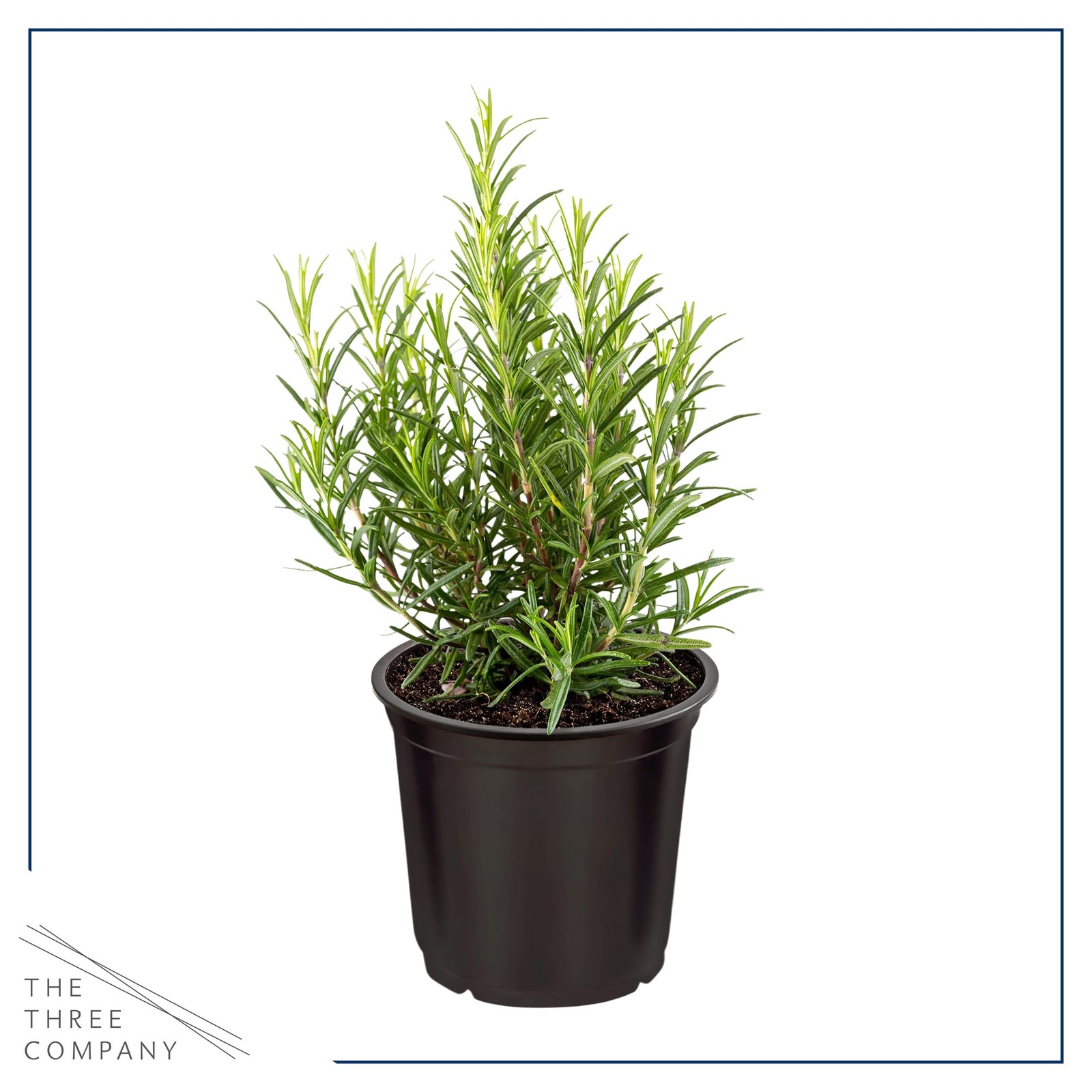 Live Aromatic and Edible Herb Rosemary 6 Per Pack, Naturally Improves Breath…