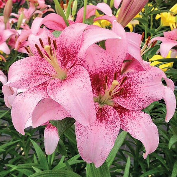 Lilium Asiatic Tango Lily Pink Brush 3 Flower Bulbs – Summer Pink Blooms in Sun