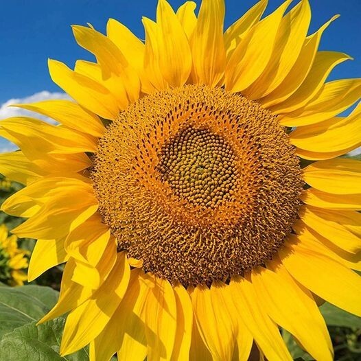 50pcs Mammoth Grey Stripe Sunflower Seeds Huge Blooms on 8-12 ft