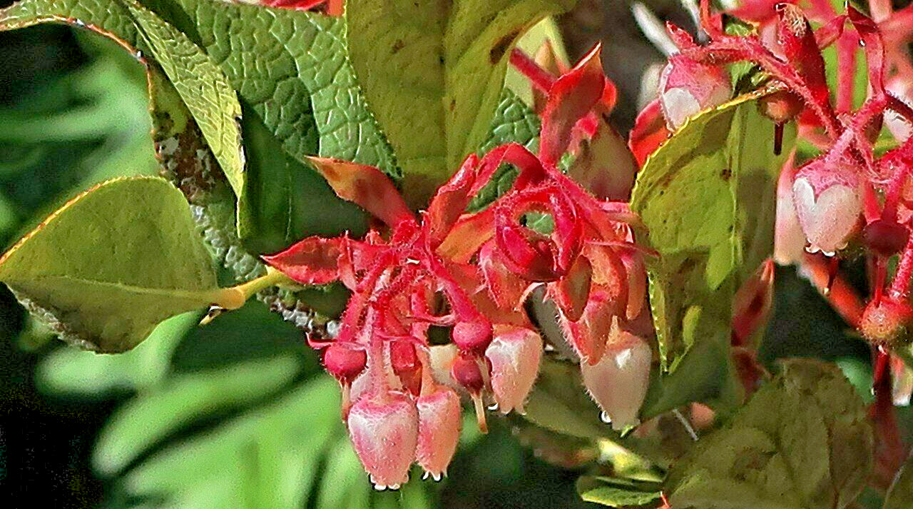 SALAL 1001 SEEDS SHALON, GAULTHERIA, HARDY EVERGREEN SHRUB, EDIBLE BERRIES, BULK