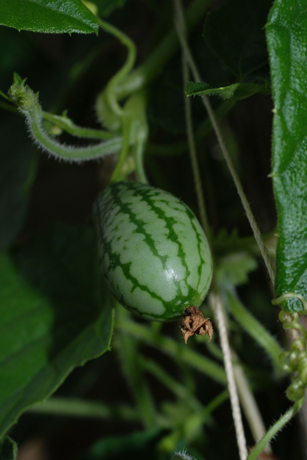 Melothria scabra CUCAMELON Seeds!