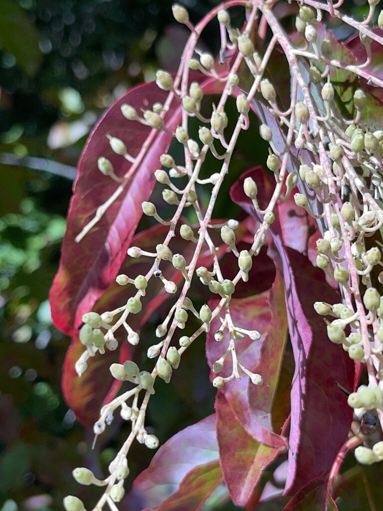 Lily of the Valley Sourwood Seeds (Oxydendrum arboreum) | Honey Bee Tree bonsai