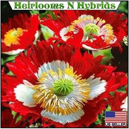2,500+ Heirloom Danish Flag Poppy Seeds For Planting 2025 Harvest Fast Shipping