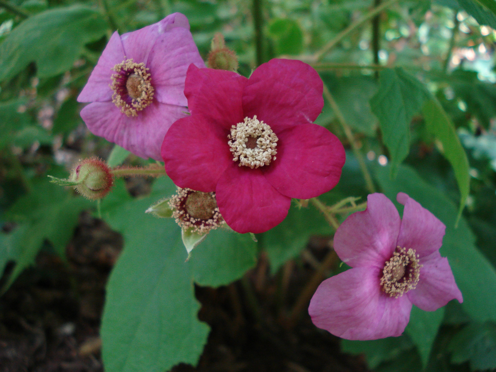 Purple-Flowering Raspberry, Rubus odoratus, Shrub Seeds (Fast, Edible, Showy)