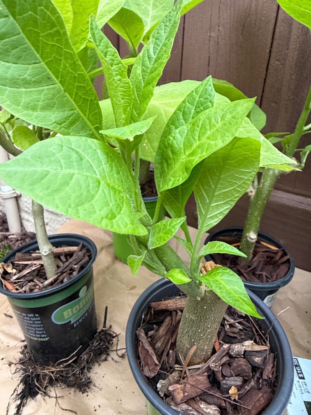 1 Live – Starter Plant, Yellow Angel Trumpet (Brugmansia) Tropical Plant.
