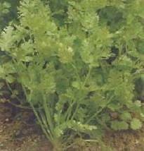 Coriander Leisure 1,000 seeds