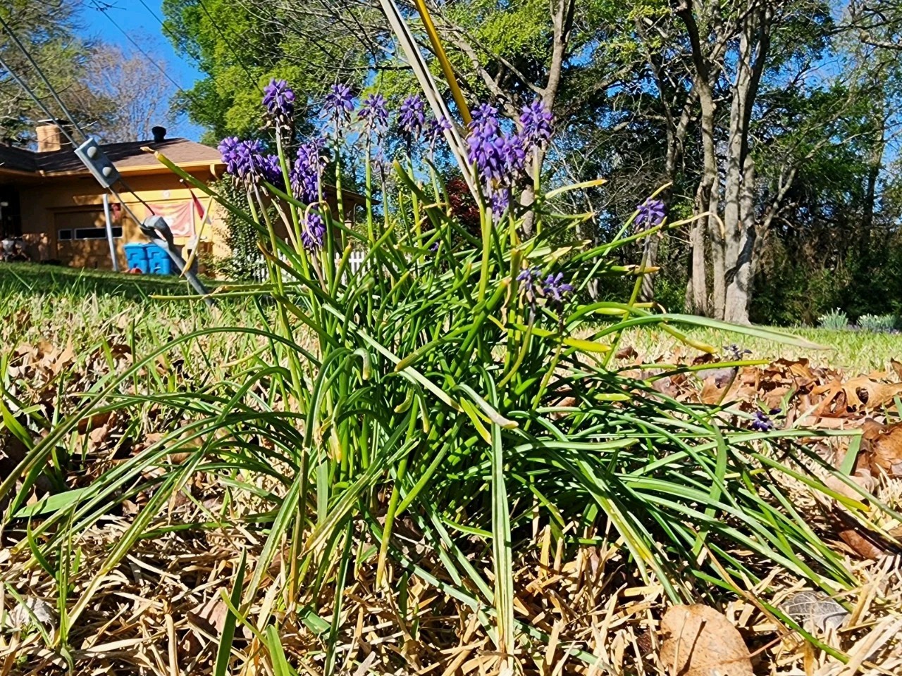 Grape Hyacinth Bulblets (4oz Bag)