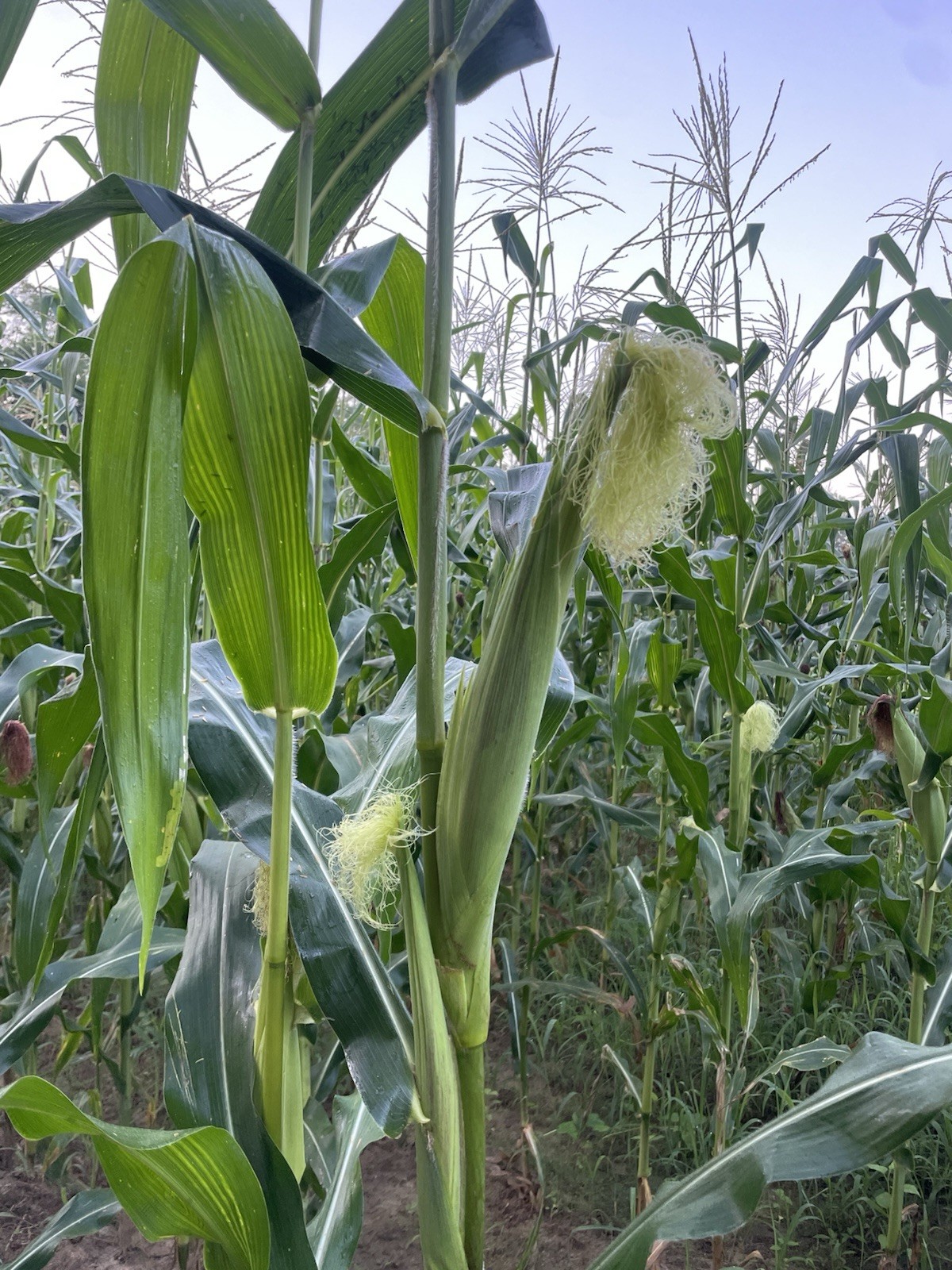 Jimmy Red Corn Heirloom Dent Corn for Seed or Milling 1/2 Pound