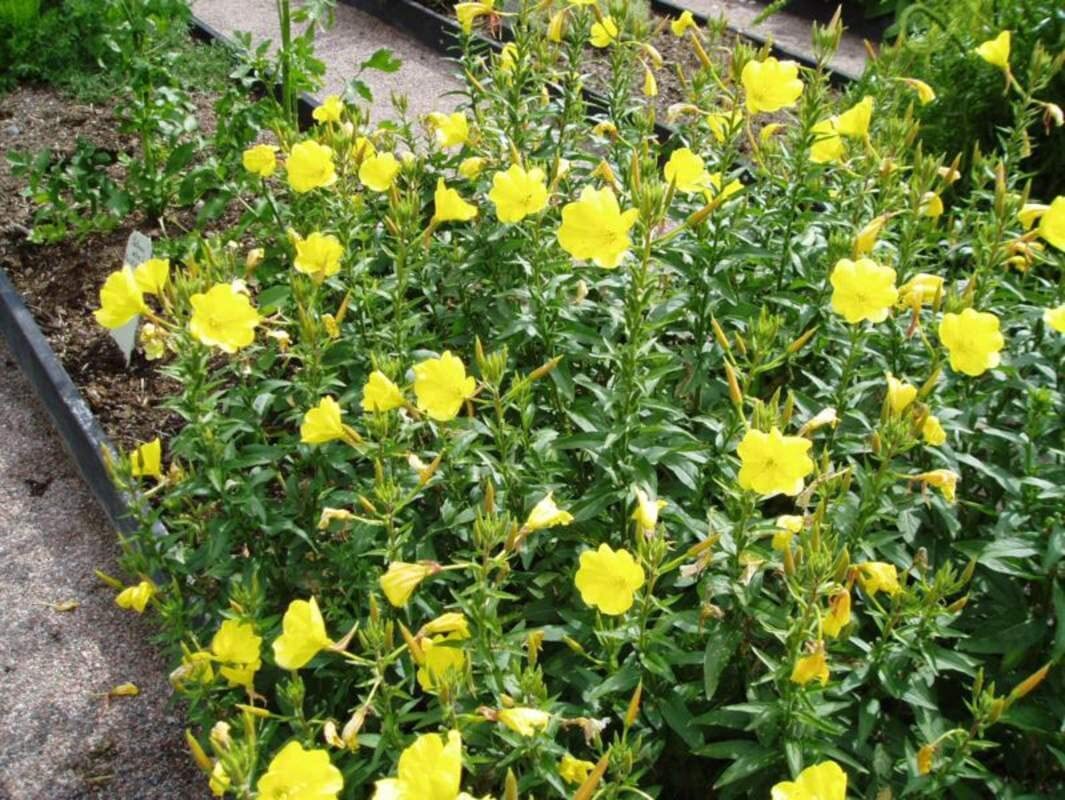 100 Evening Primrose Seeds for Planting