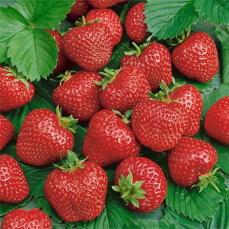 Best Selling Strawberry Collection (Pack of 18 Plants) Earliglow, Honeoye, Jewel