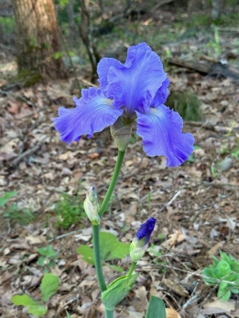 1 purple Bearded Iris Rhizome root ~ Bulb ~Rhizomes ~ Tall Heirloom