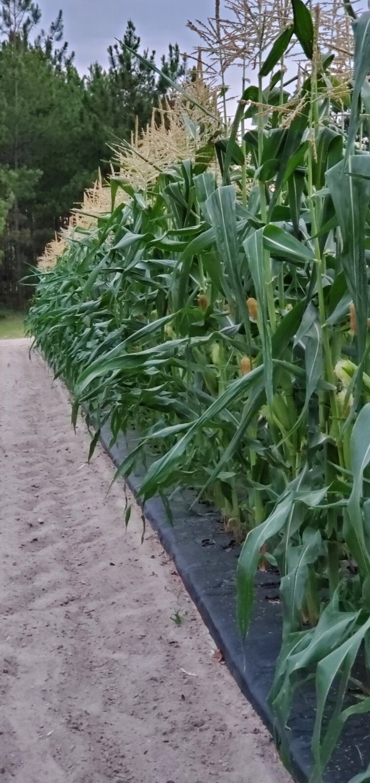 1/2 Pound (800 Seed) Silver King Non GMO Hybrid White Sweet Corn Seeds