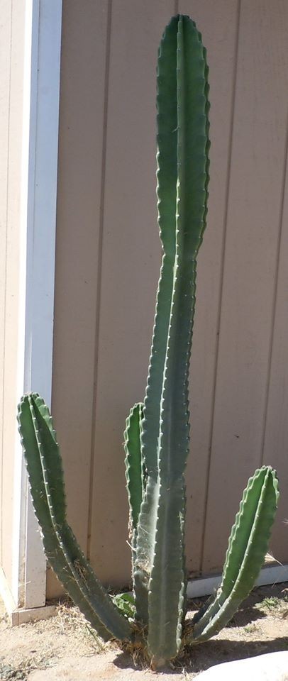 Live Cactus Cuttings – Cereus Repandus Apple Cactus (6 inches)