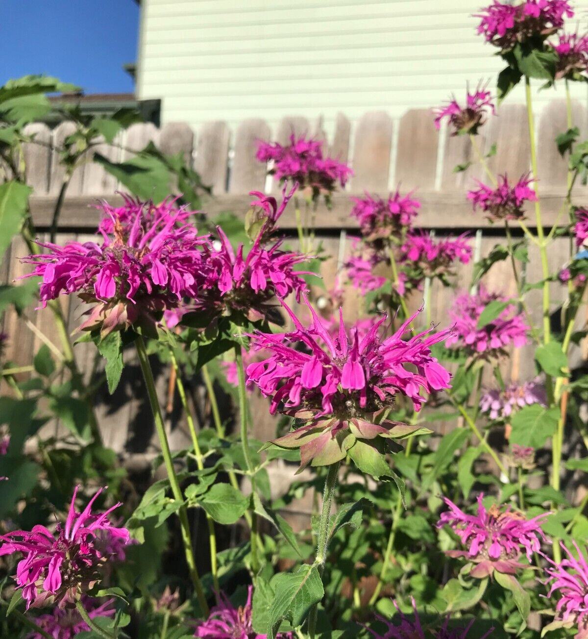 150 seeds Monarda Bee Balm PURPLE Fuchsia Hot Pink Tall Perennial +Gift