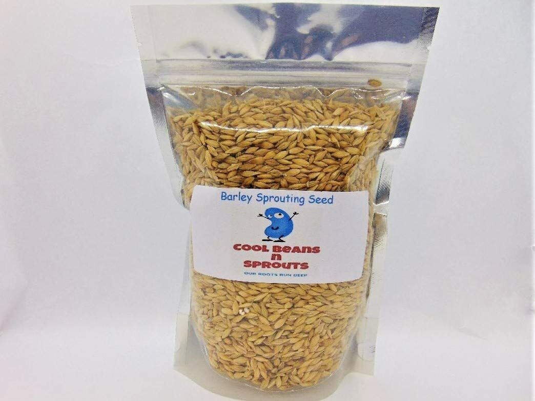 Barley Seeds for Sprouting Microgreens, COOL BEANS N SPROUTS.