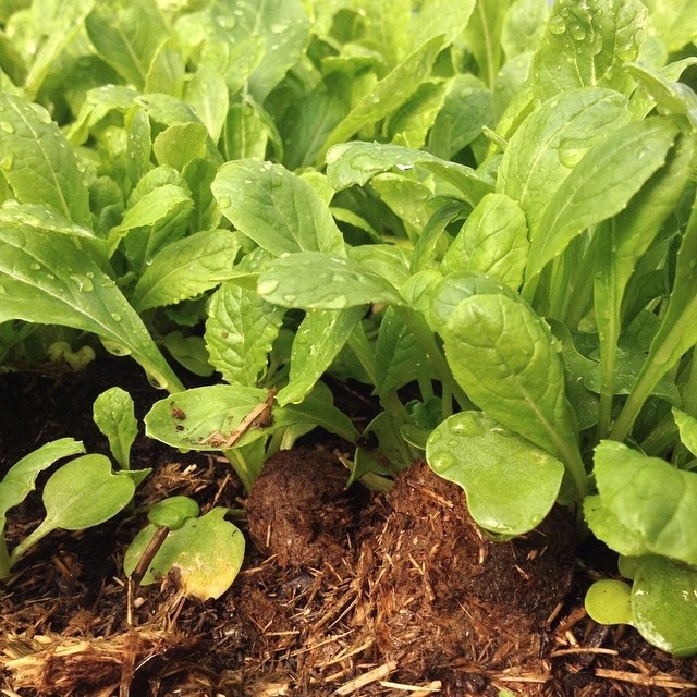 601+TENDERGREEN MUSTARD Seeds Organic Spring Fall Garden Container Greens Easy