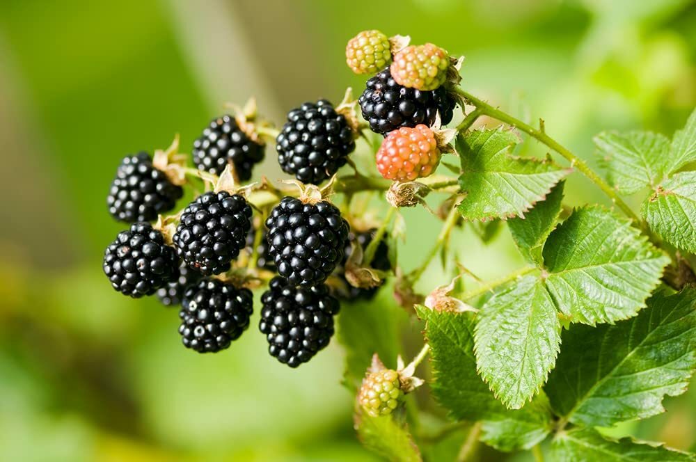 200 Wild BlackBerry Seeds Non-GMO Seeds, Grown and Shipped from Iowa Made in USA