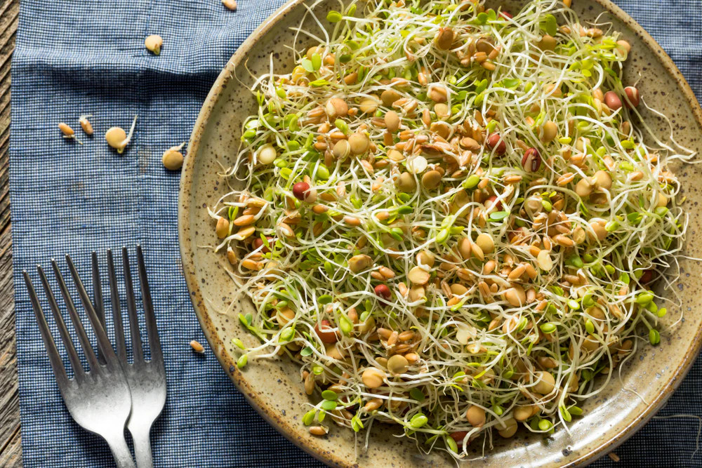 True Alfalfa Sprout Seeds | Microgreens Salad Green Lettuce Leaf Crop Seed 2024