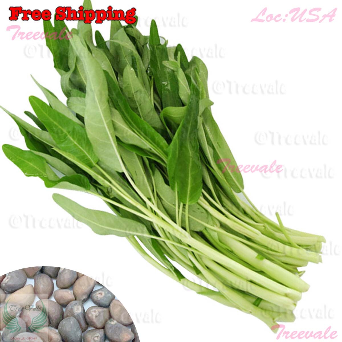 Thai Water Spinach SEEDS – White Stem | Ong Choy Kangkong Kong Xin Cai Seeds