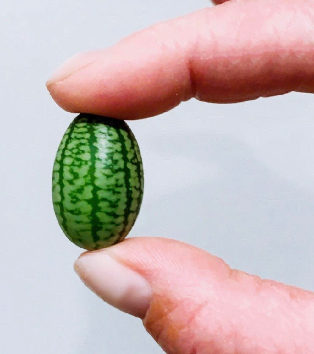 100+ Cucamelon Seeds Mouse Melon Mexican Sour Gherkin Organic Non GMO grown USA