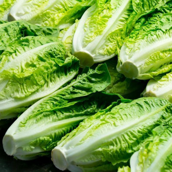 1000+Romaine Lettuce Seeds Parris Island Cos Romaine Lettuce(Lactuca sativa) USA
