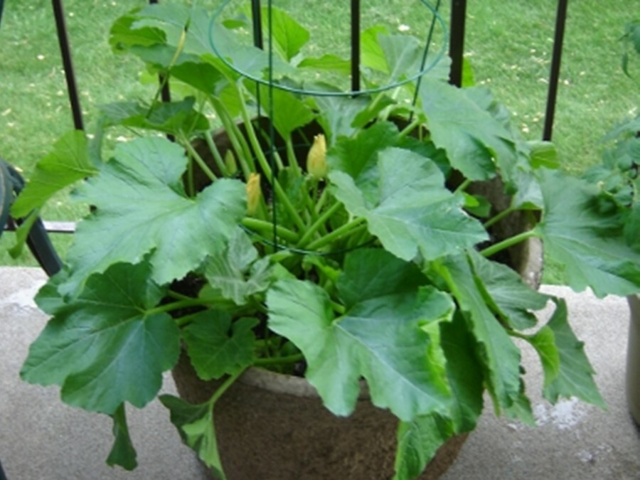 Round Zucchini Squash Seed, NON GMO – Heirloom, FUN FAVORITE IN KITCHEN & GARDEN