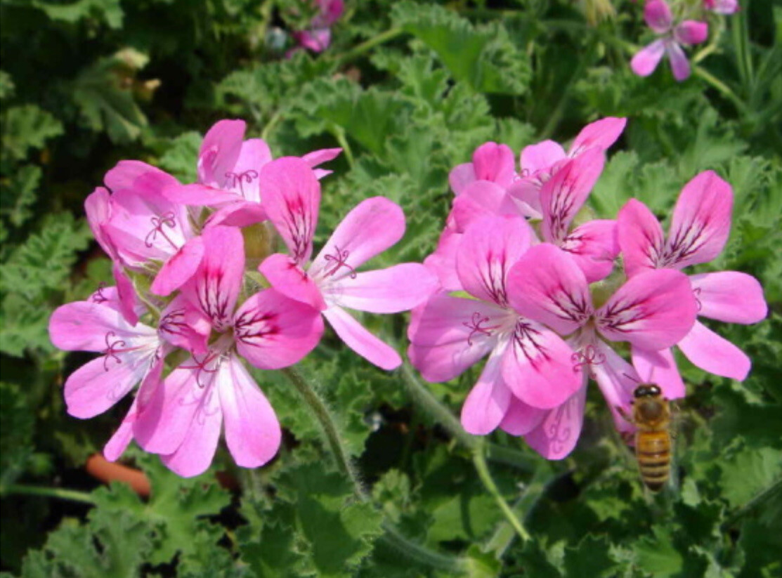 1 CITRONELLA PLANT Live / MOSQUITO REPELLENT plant 1 year old