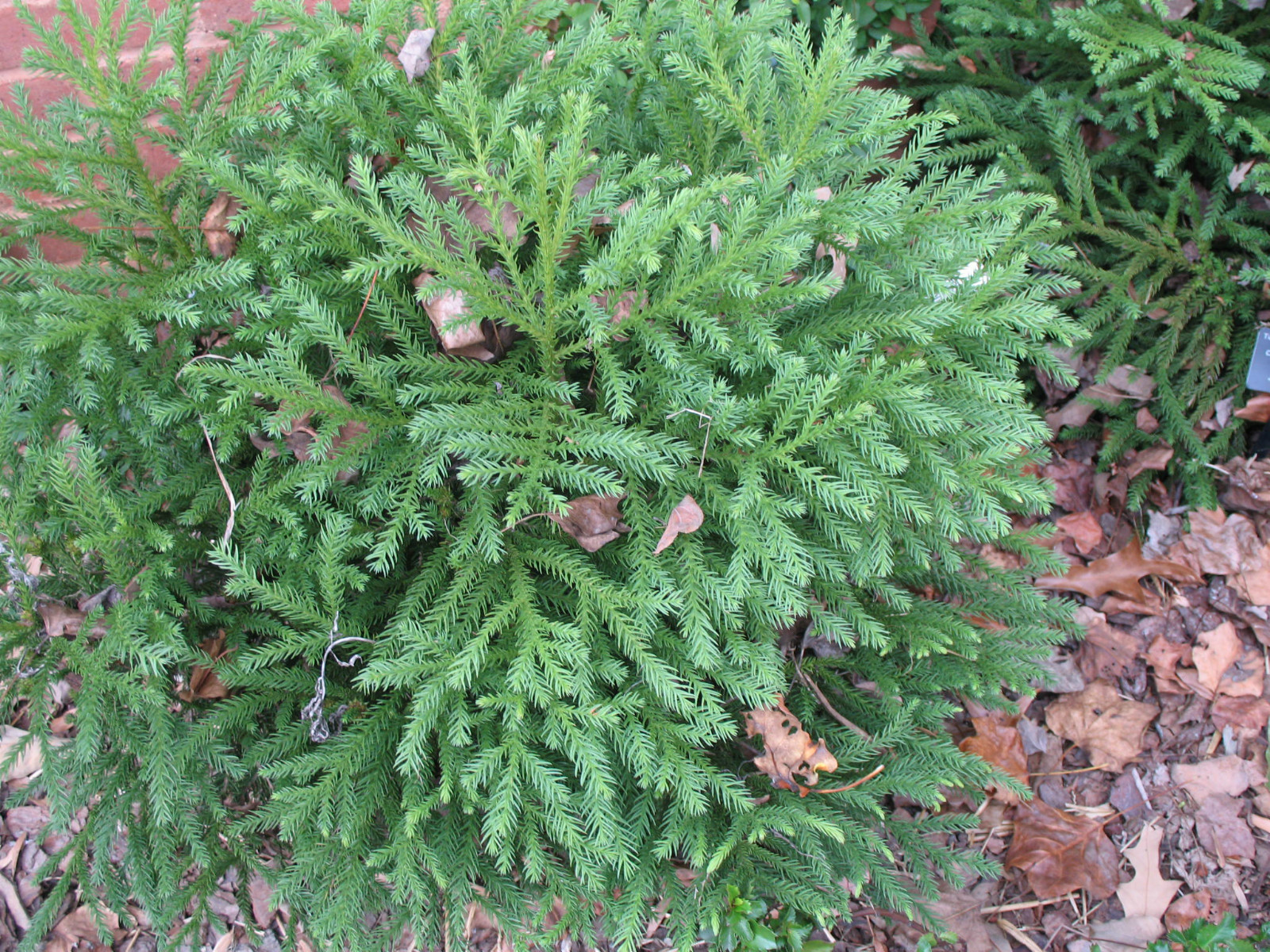 Japanese Red Cedar, Cryptomeria japonica, Tree Seeds