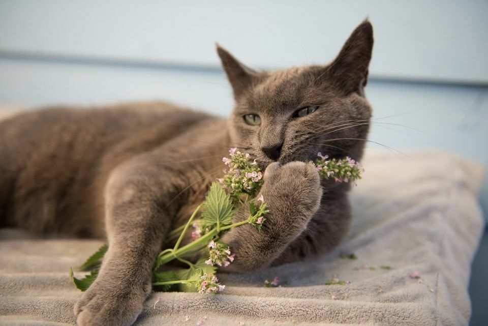 Catnip Seeds – Heirlooms – 1.gram