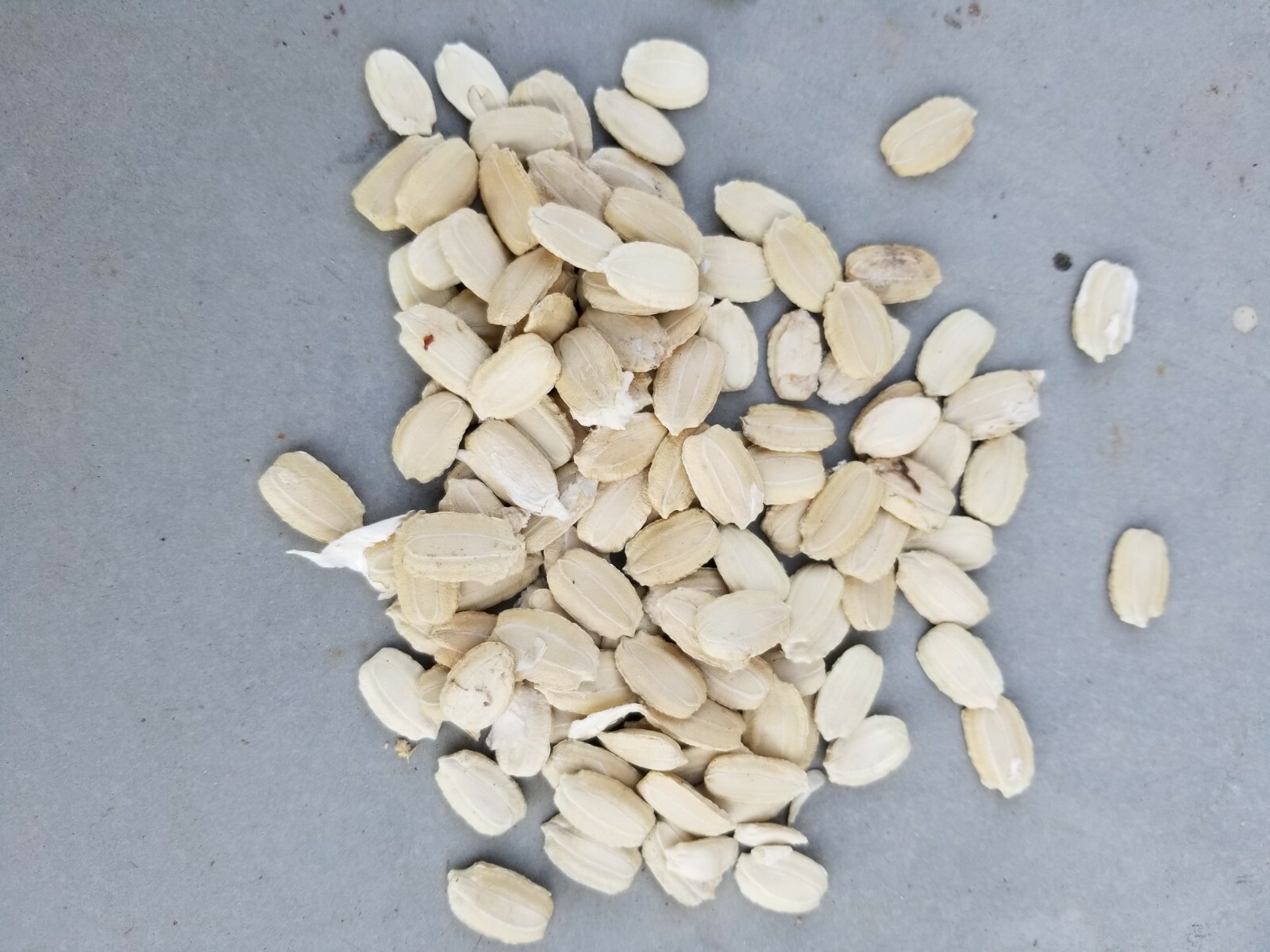 100 Birdhouse Bottle / Speckled SWAN GOURD Lagenaria Organic Seeds US Grower