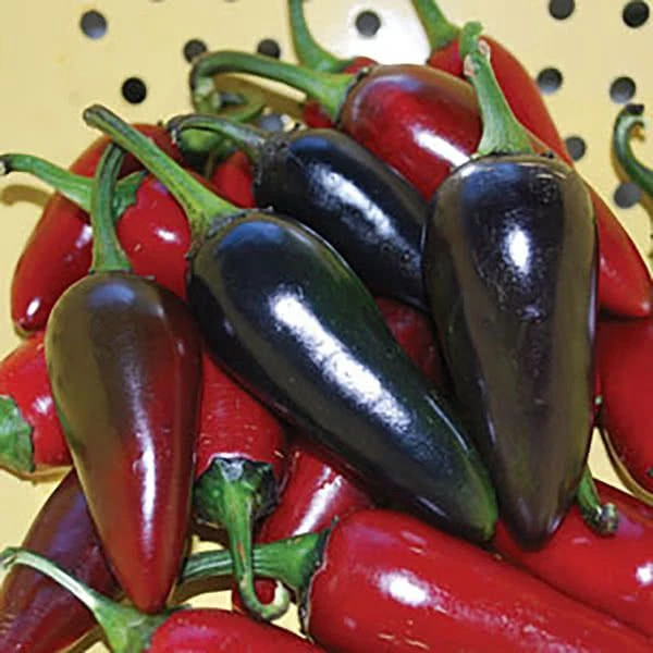 RARE✿ Heirloom Black Hungarian Hot Chili Pepper 15+ Seeds